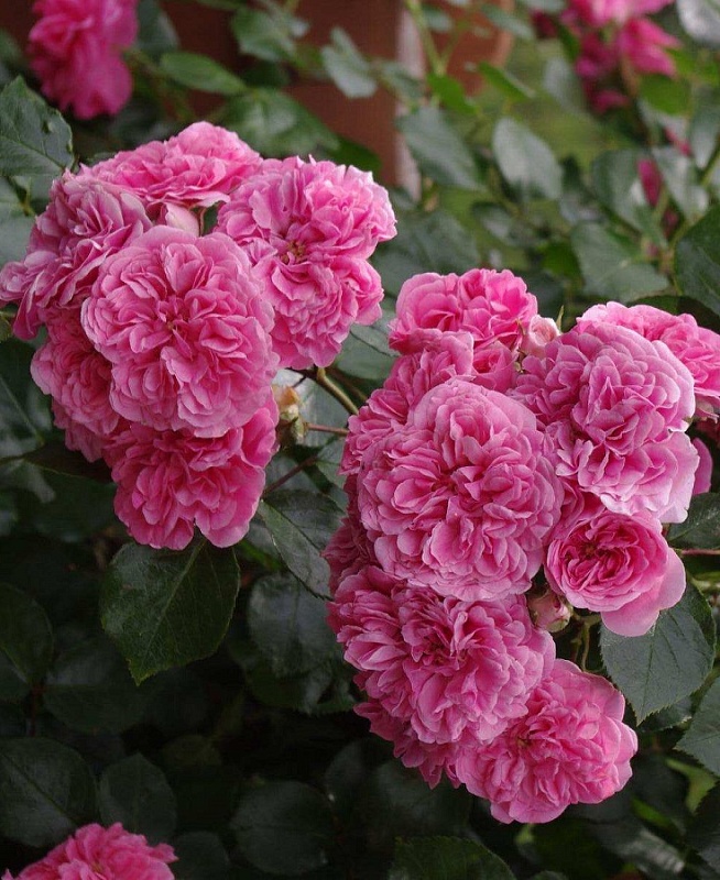 Роза фарниенте Ле Катр Сезон